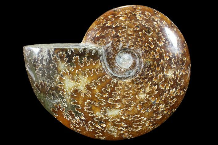 Polished, Agatized Ammonite (Cleoniceras) - Madagascar #88148